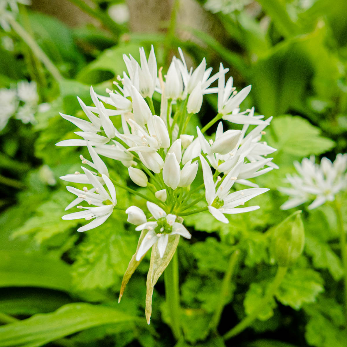 Bärlauch Pesto